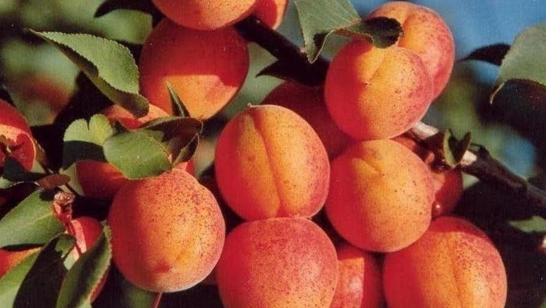 Kittsee apricots, &copy; Marktgemeinde Kittsee