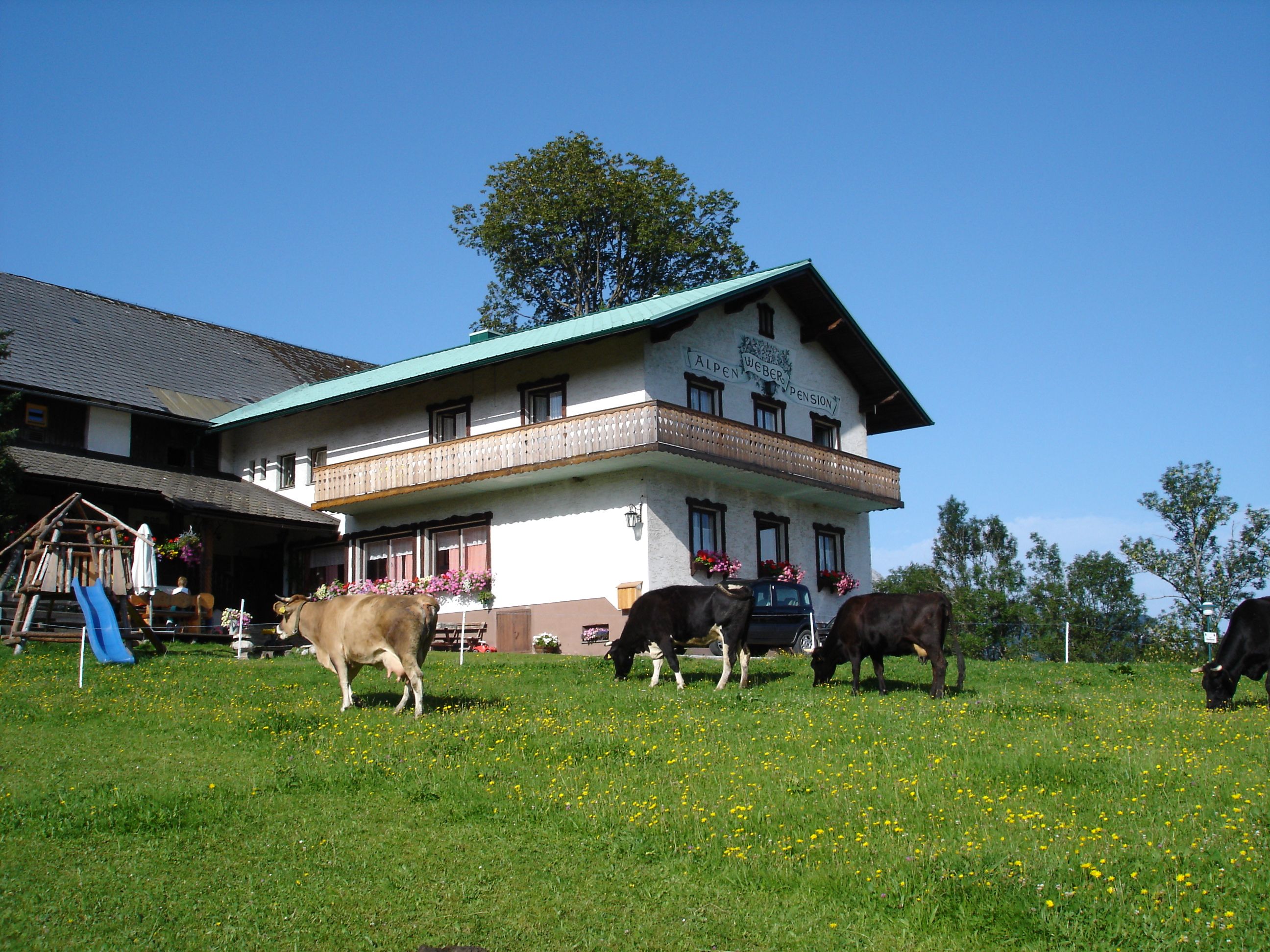 Farm tehenekkel a réten és egy épület a háttérben.