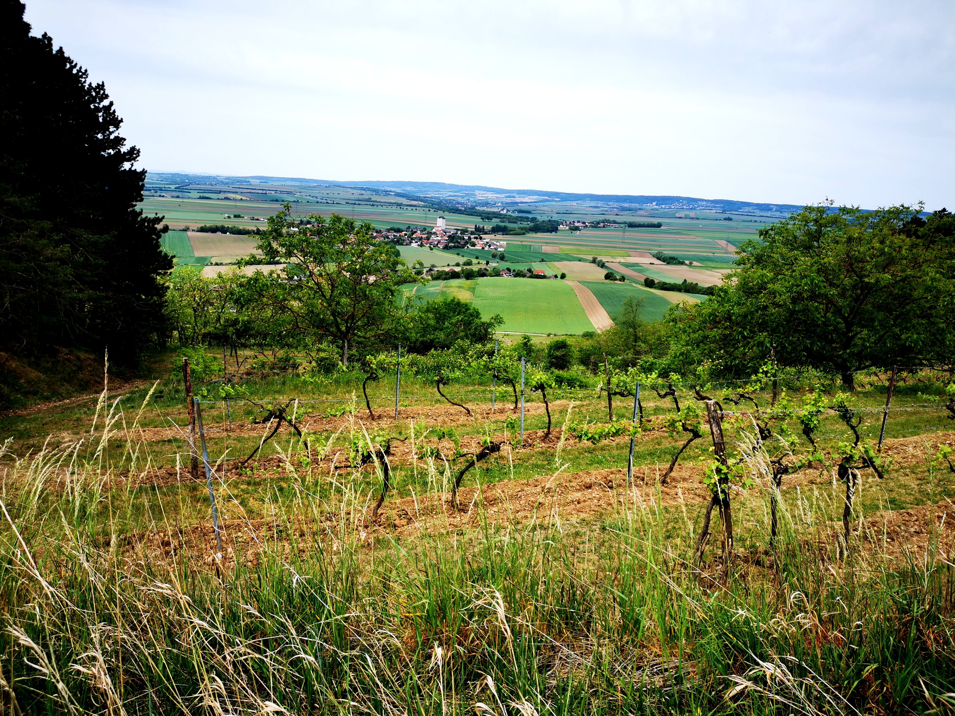 Szőlőültetvények és mezők a Weinviertelben, Ausztria.
