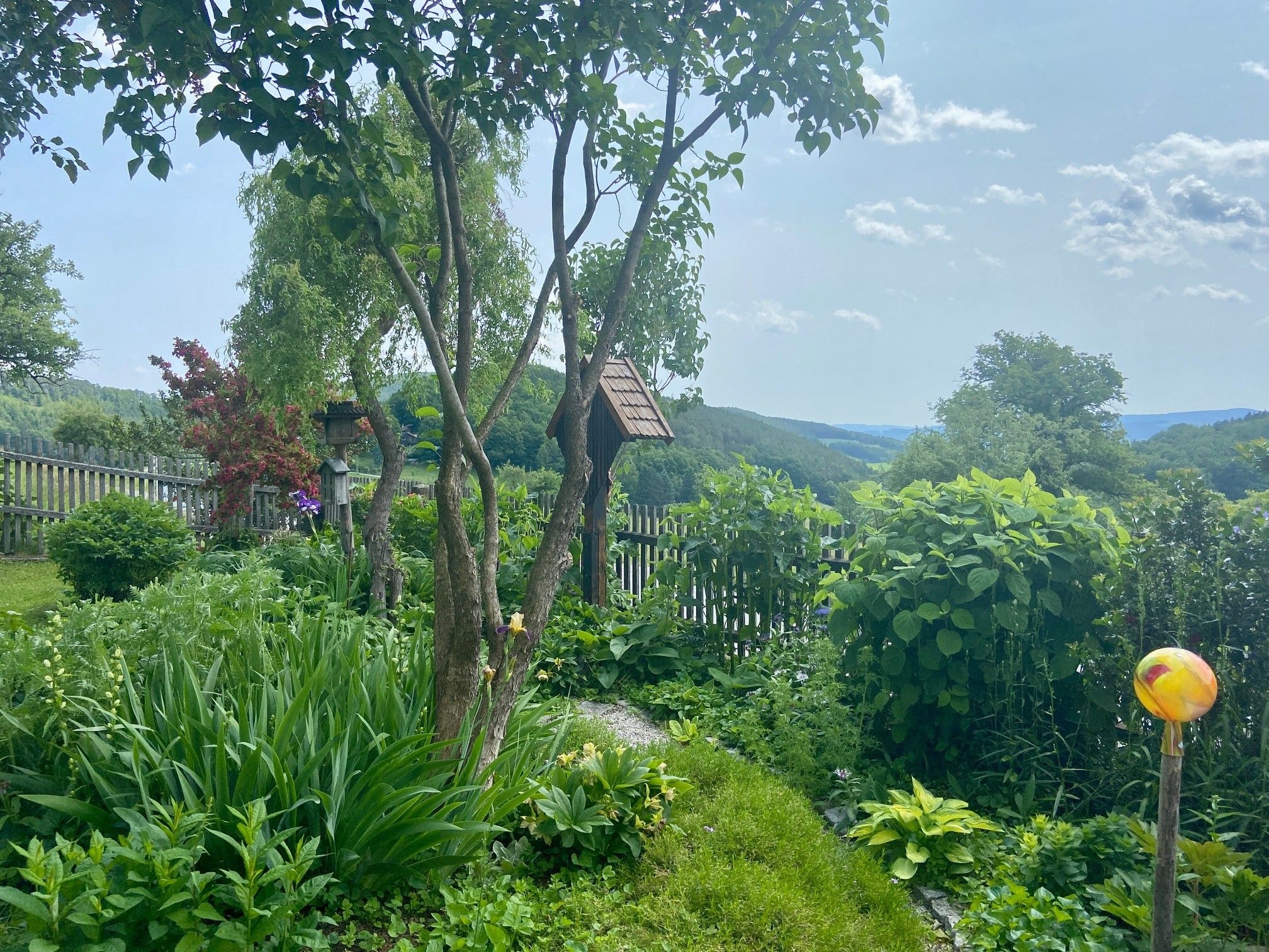 Zöld kert fákkal, bokrokkal és fakerítéssel a háttérben.