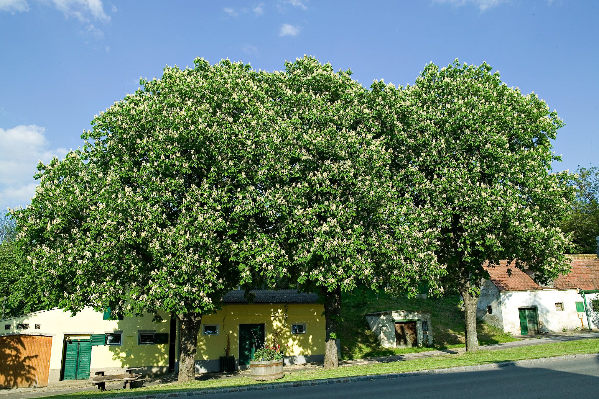 Auersthal_2(c)Gde