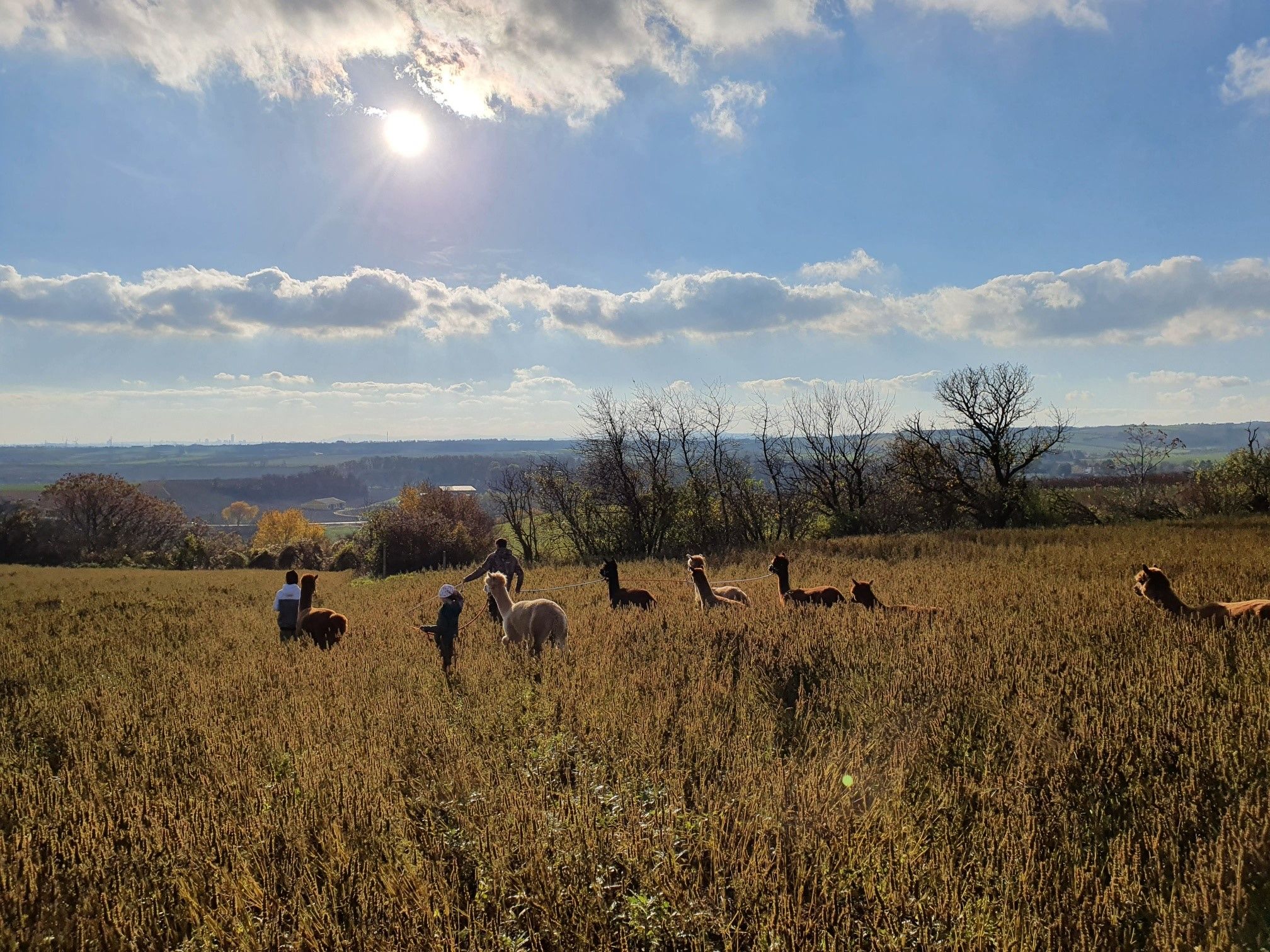 Alpacák egy mezőn a napsütésben, a háttérben emberekkel.