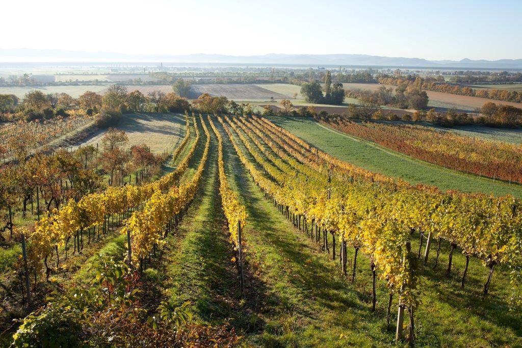 Bad Fischau Brunn szőlőültetvényei ősszel, színes lombokkal.