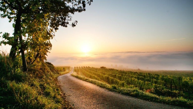 Őszi hangulat a Nu&szlig;dorf k&ouml;rny&eacute;ki szőlőkben, &copy; schwarz-koenig.at