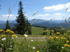 Bunte Wegbegleiter, &copy; Karl Schachinger