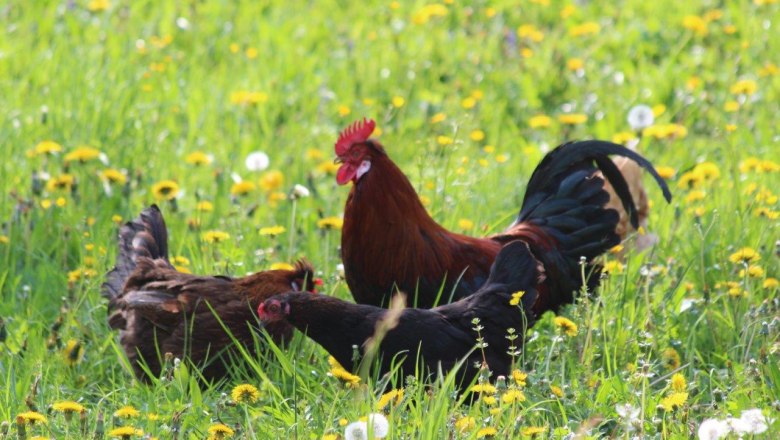 chickens-on-the-flower-meadow, © zVg Fam. Fallmann
