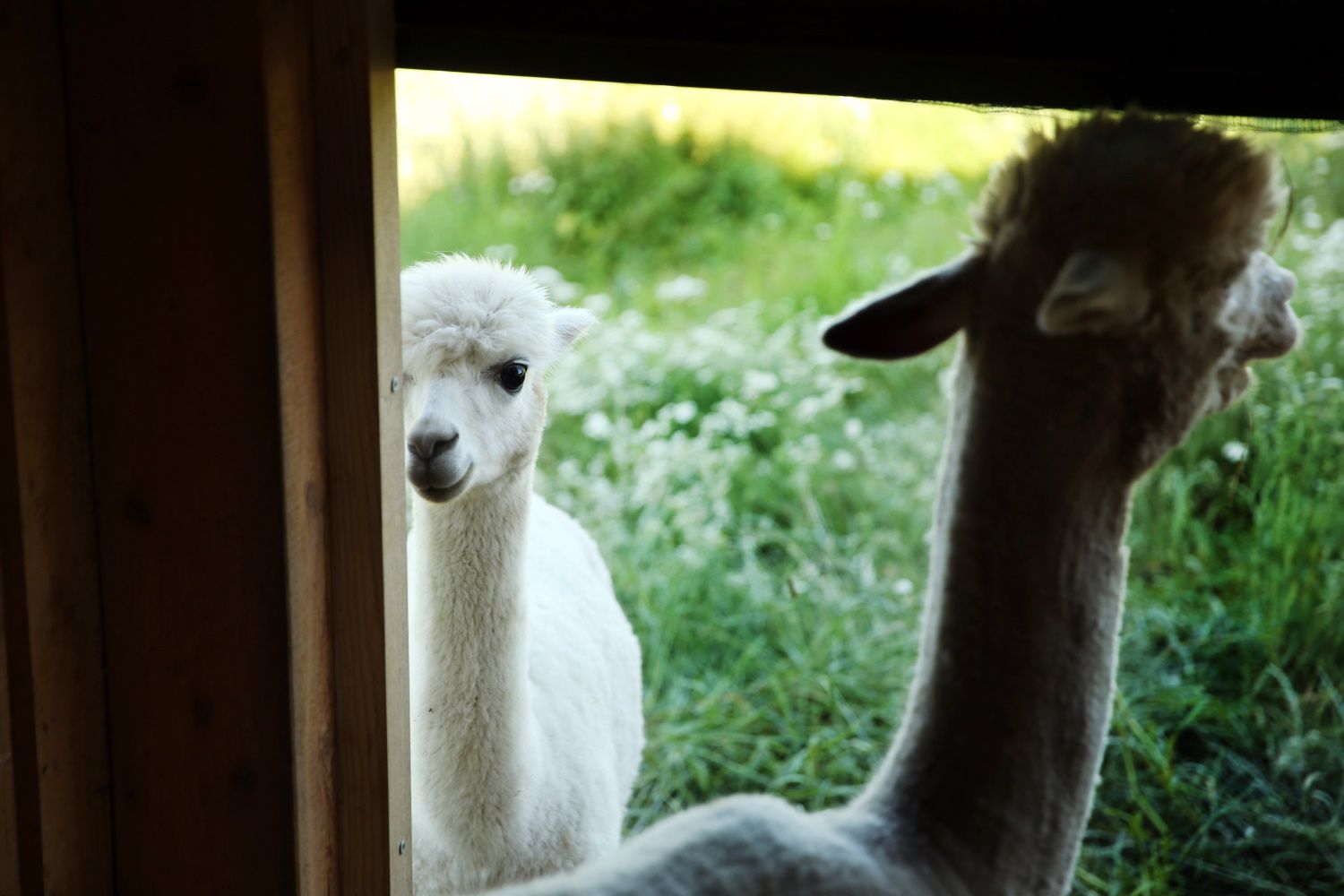 Alpacák