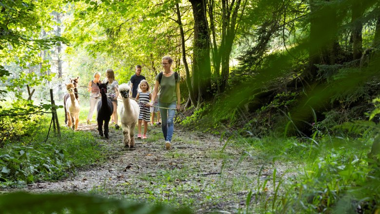 Sonnleiten Alpacas, &copy; Theo Kust