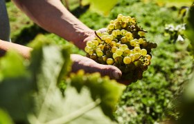 Grapes, &copy; Weinviertel Tourismus / Michael Liebert