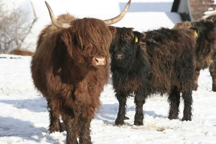 Felföldi szarvasmarha télen