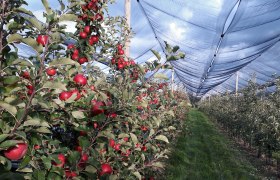 Apple growing Obsthof Sedelmaier, &copy; Obsthof Sedelmaier
