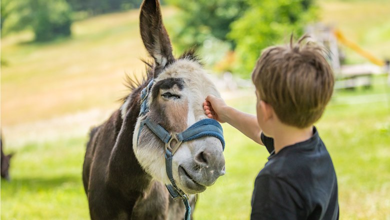 Donkeys on the Mönichkirchner Schwaig, © Erlebnisalm Mönichkirchen, Christian Kremsl