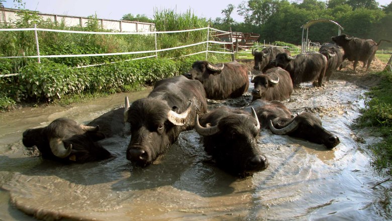 Diendorf farm cheese dairy, © Reinhard Golebiowski