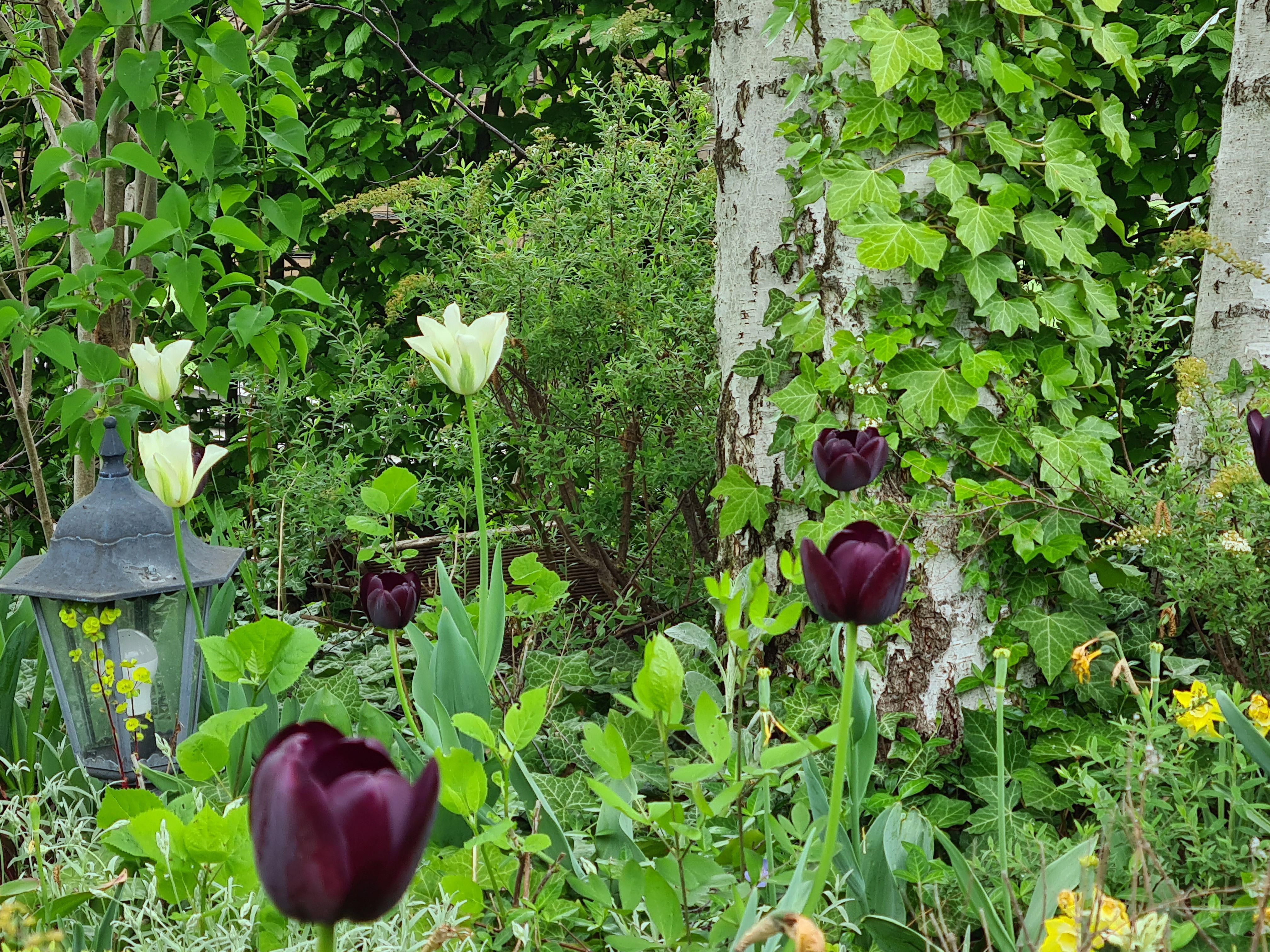 Egy kert fehér és sötétlila tulipánokkal, borostyánnal egy fán és egy lámpással.