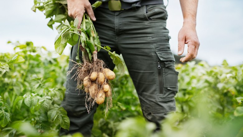Potato plant, &copy; Waldviertel Tourismus, Gerhard Wasserbauer