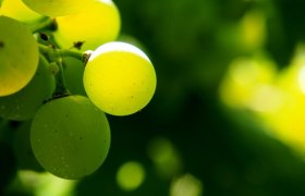 Viticulture Bartl family, &copy; Pixabay