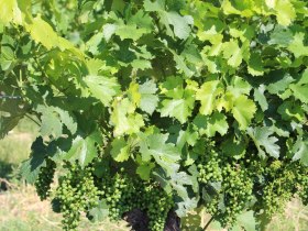 Familienradroute, &copy; VinoVersum Poysdorf