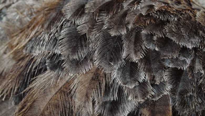 Ebner Ostrich Farm, © Moststraße, dochbodnliacht