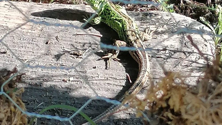 Lizard at LUNA, &copy; LUNA Frauenprojekt