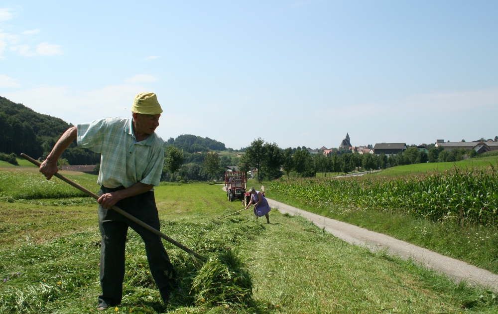 Szénakészítés közelében Maria Laach
