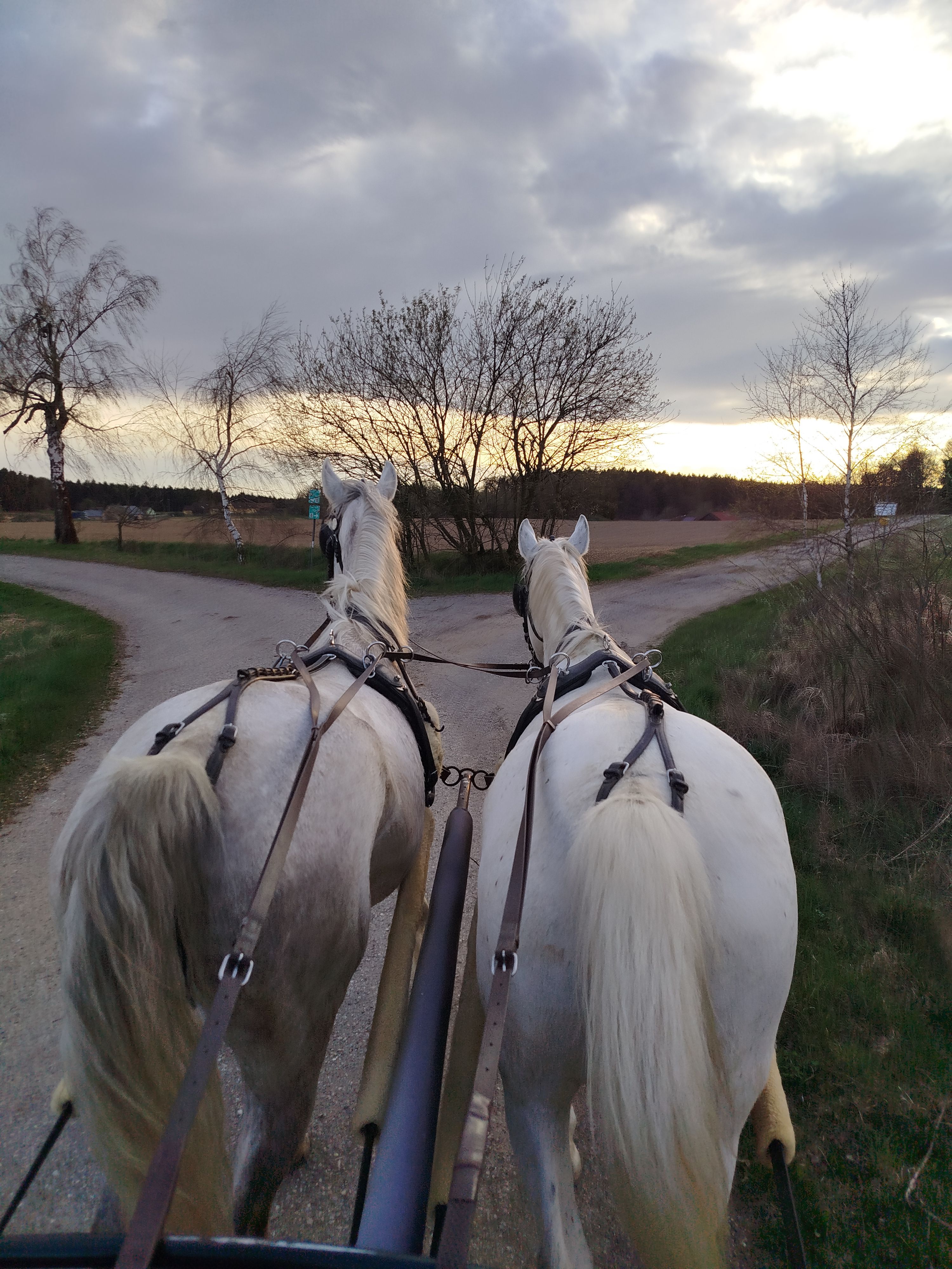 Kocsi a hársfák mellett 
