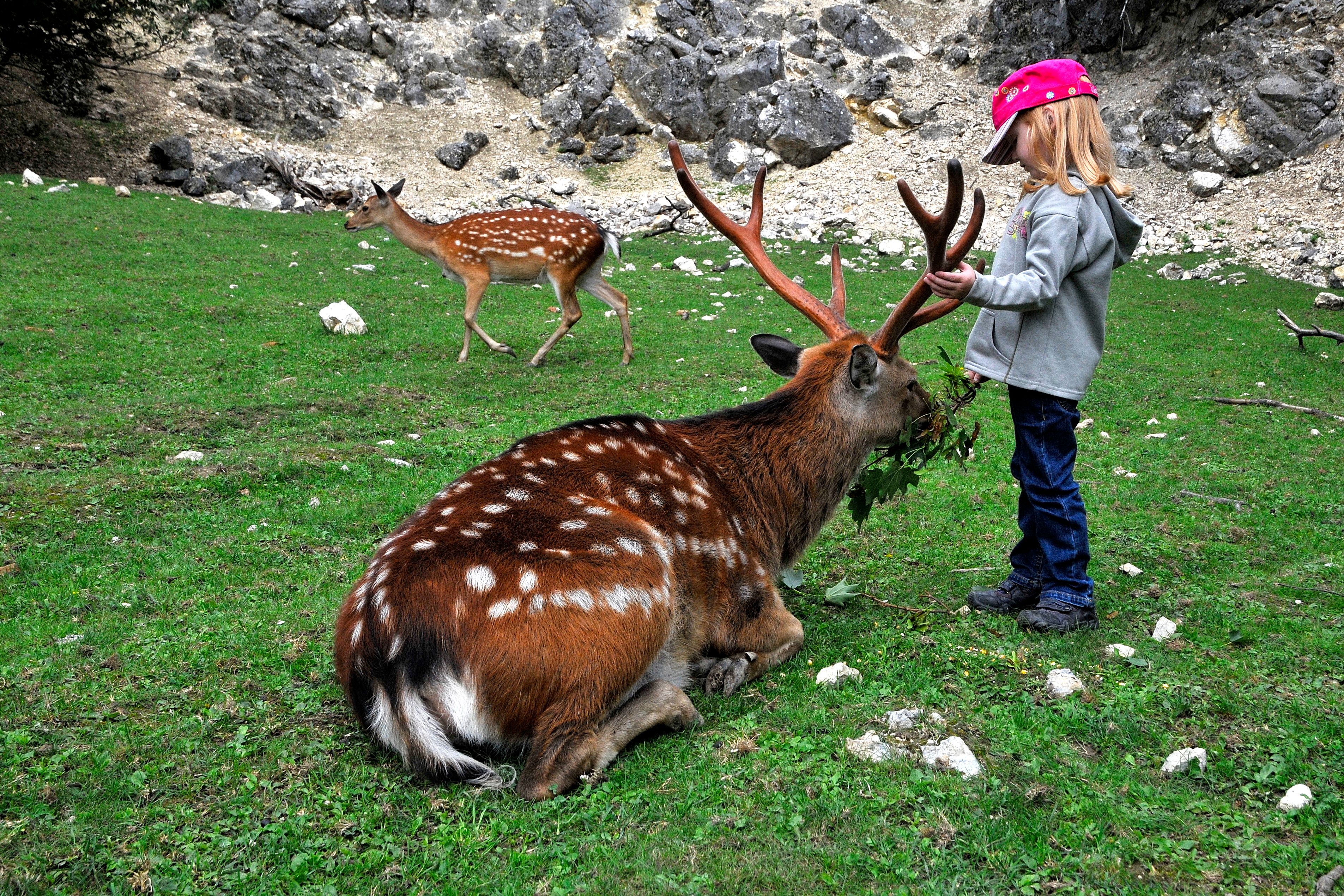 Ernstbrunn Wildpark Damhirsch1 WTG Mandl
