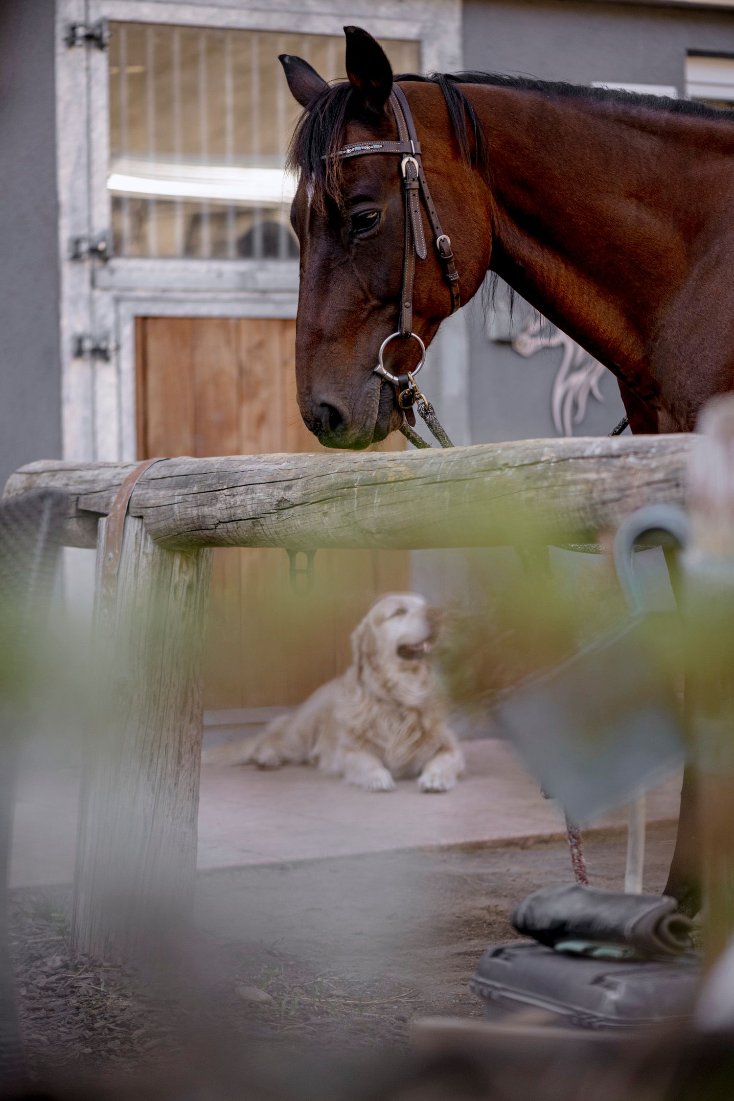 Víziló Campus, ló és kutya
