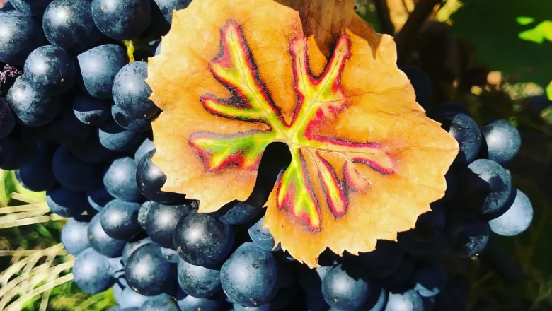 Winery Niefergall Wolfsthal, &copy; Weinbau Niefergall