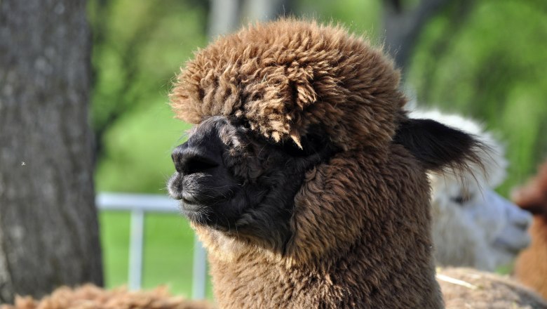 Brown alpaca before shearing, © Donaublickalpakas
