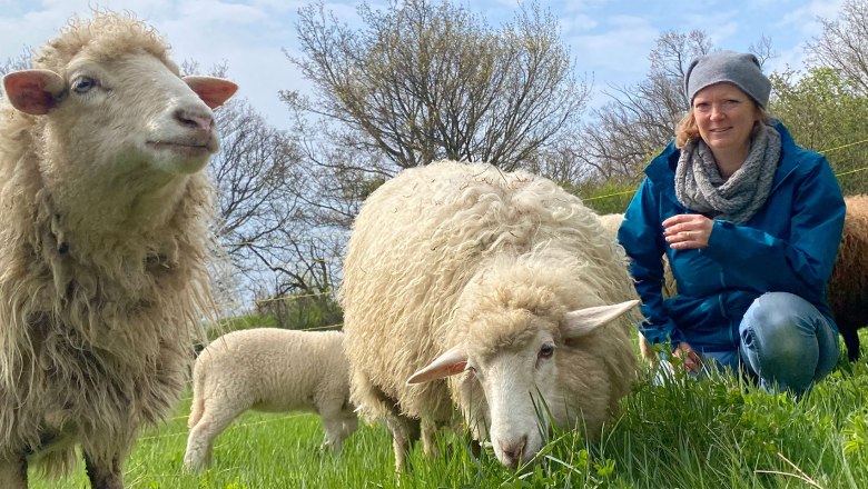 Sheep experience Guntramsdorf Lower Austria near Vienna, &copy; (c) Karina P&ouml;schl