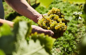Trauben (c) Weinviertel Tourismus _ Michael Liebert, &copy; Weinviertel Tourismus / Michael Liebert