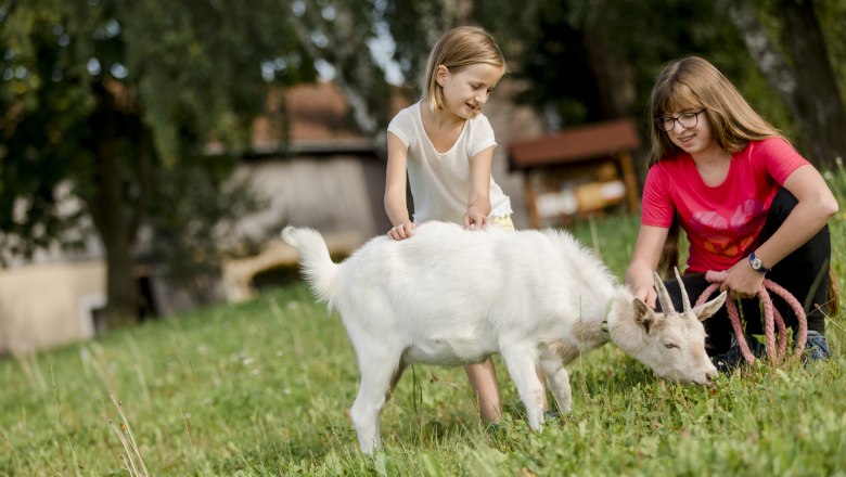 Goat, &copy; schwarz-koenig.at