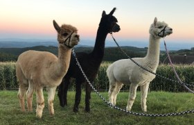 Alpacas in three colors, © Martina Täubl