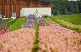 ReinSaat summer flowers, &copy; ReinSaat