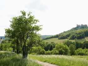 Falkenstein, Blick auf die Burgruine, &copy; Himml