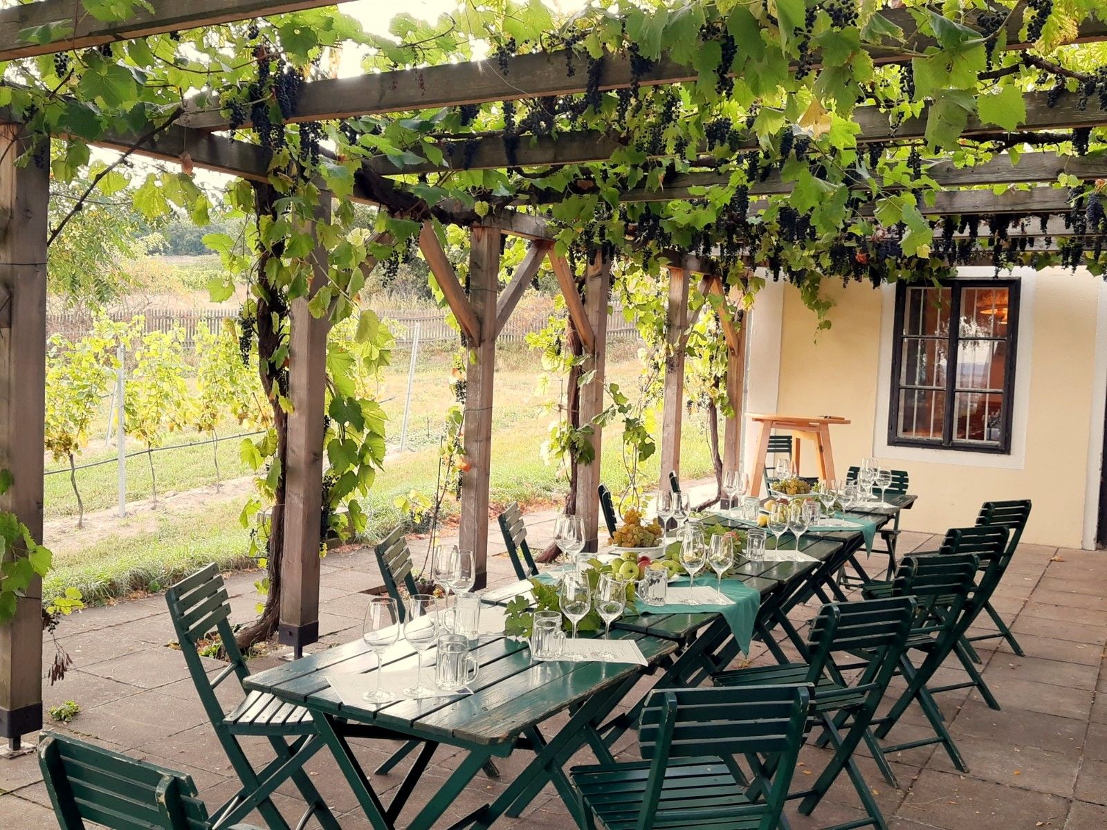 Asztal egy szőlővel borított pergola alatt.