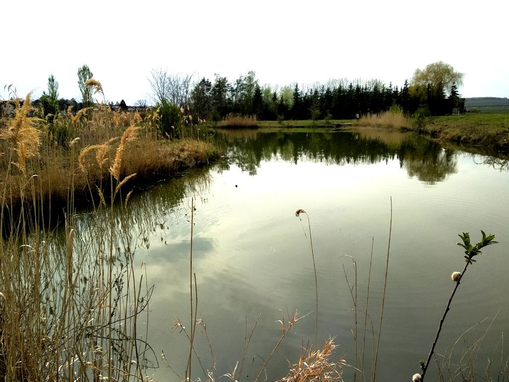Egy kis tó náddal és fákkal a háttérben.