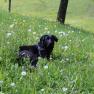 Our farm dog Nero, &copy; zVg Fam. Fallmann