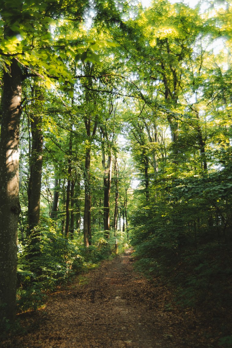 Árnyas erdei ösvények., © Wienerwald Tourismus/Louis Geister