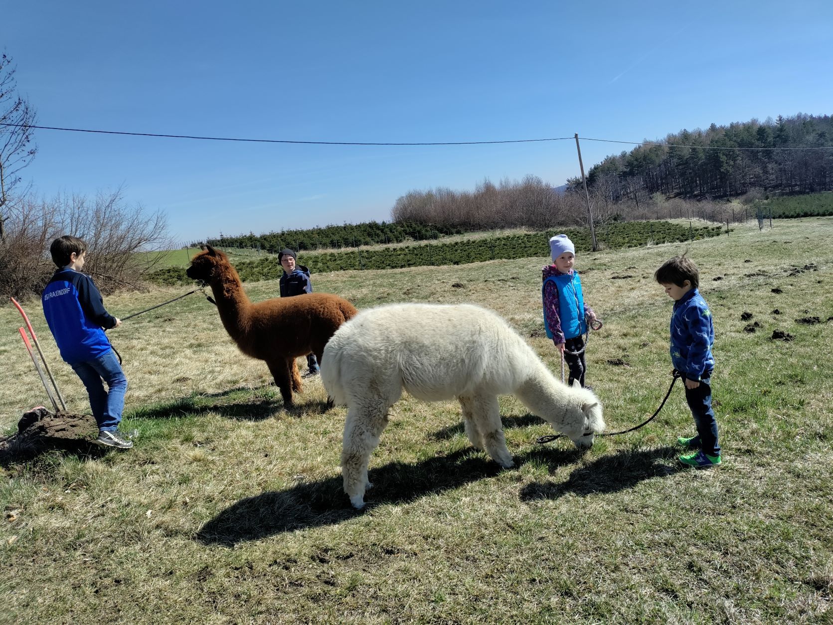 A gyerekek alpakákat sétáltatnak a réten.