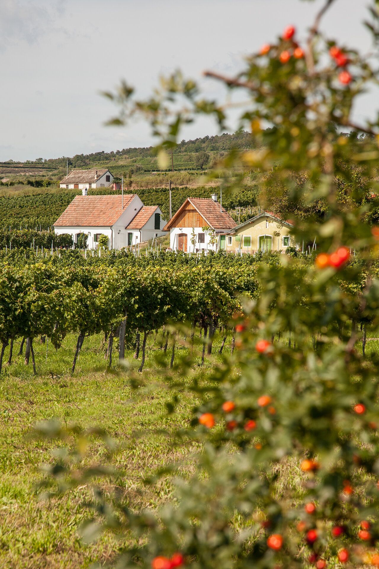Stetteldorf vára a Wagram szélén magasodik