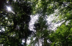 Az erdőn kereszt&uuml;l, &copy; TB Gaming