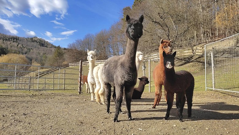 Alpaca enclosure at the Lechner adventure farm, © Alpakafarm und Erlebnisbauernhof Lechner