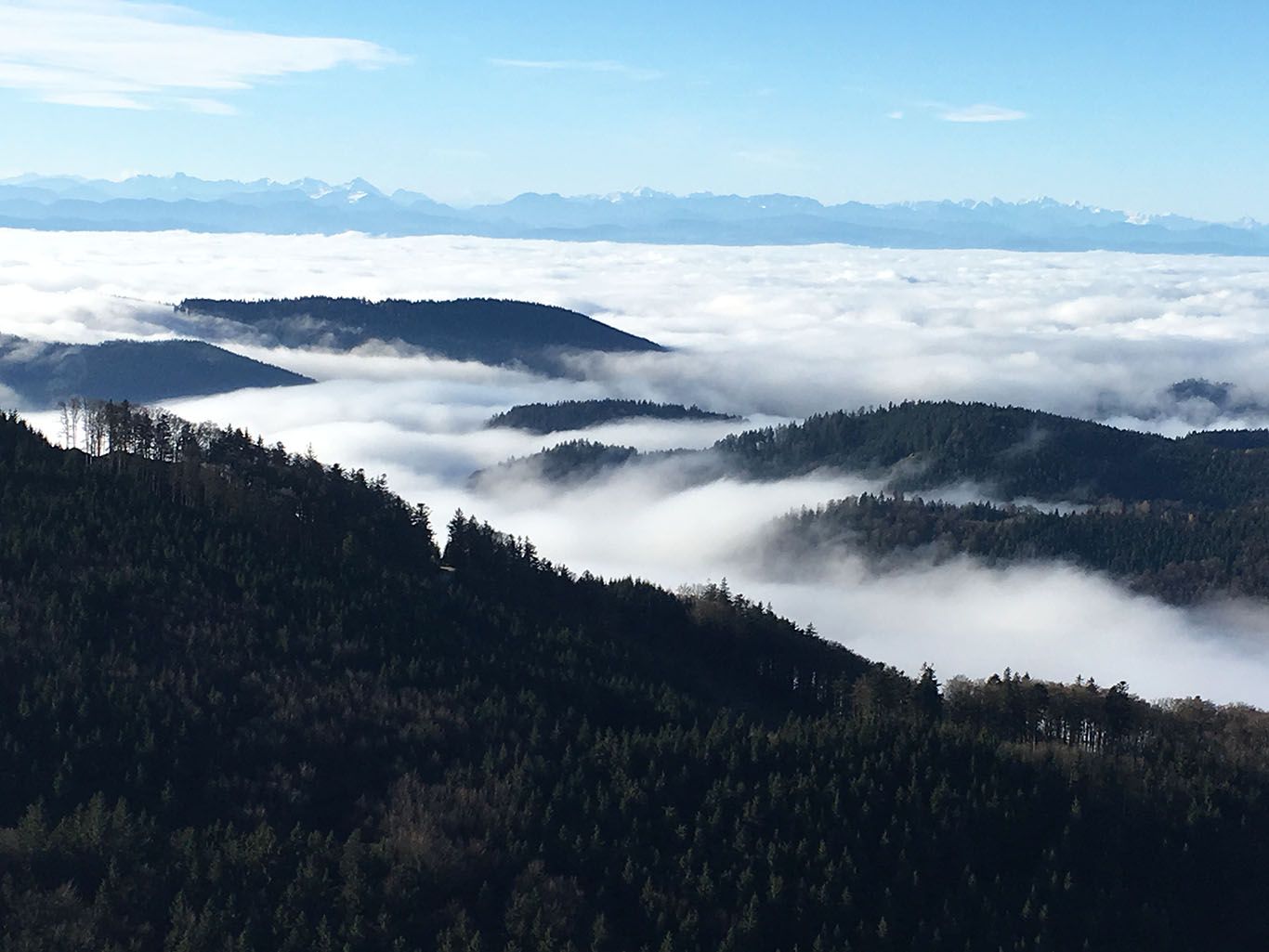 Kilátás egy hegyről az erdős dombokra és a felhőtengerre, háttérben az Alpokkal.