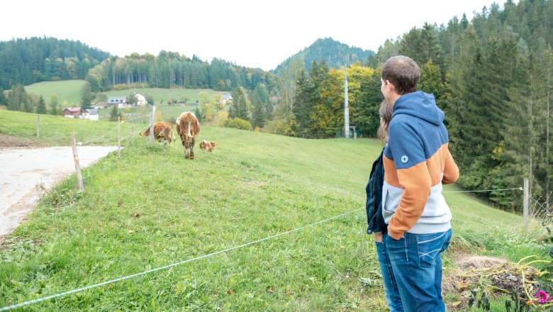 Calves on the pasture, &copy; Grasberger