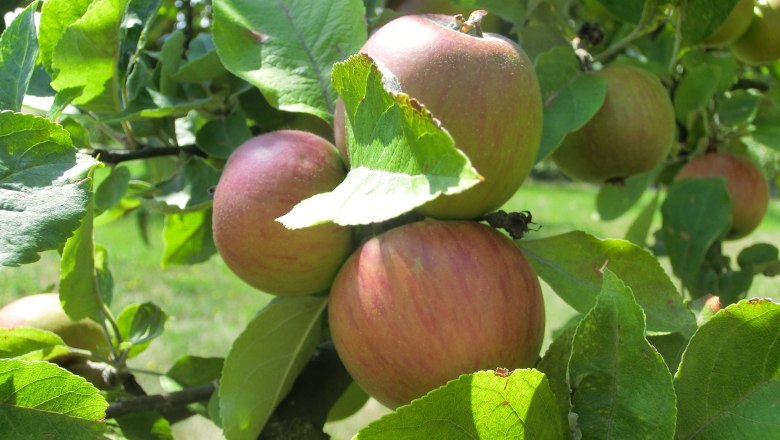 &Auml;pfel(c)WTG, &copy; Weinviertel Tourismus GmbH