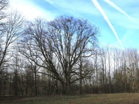 Alte Pappel in der G&uuml;nzinger Au, &copy; OEAV Ortsgruppe Blindenmarkt