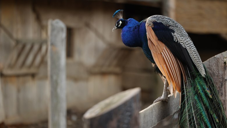 Peacocks in the Celtic village of Schwarzenbach, &copy; Keltendorf Schwarzenbach